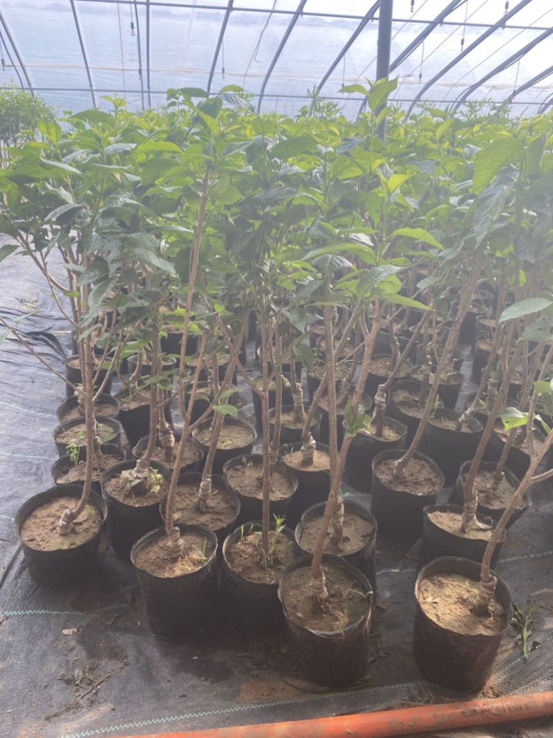 无花果盆栽、原盆原土发货、当年挂果、包邮包活