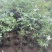 无花果盆栽、原盆原土发货、当年挂果、包邮包活