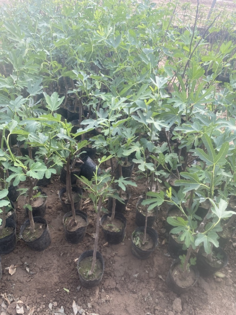 无花果盆栽、原盆原土发货、当年挂果、包邮包活