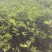 无花果盆栽、原盆原土发货、当年挂果、包邮包活