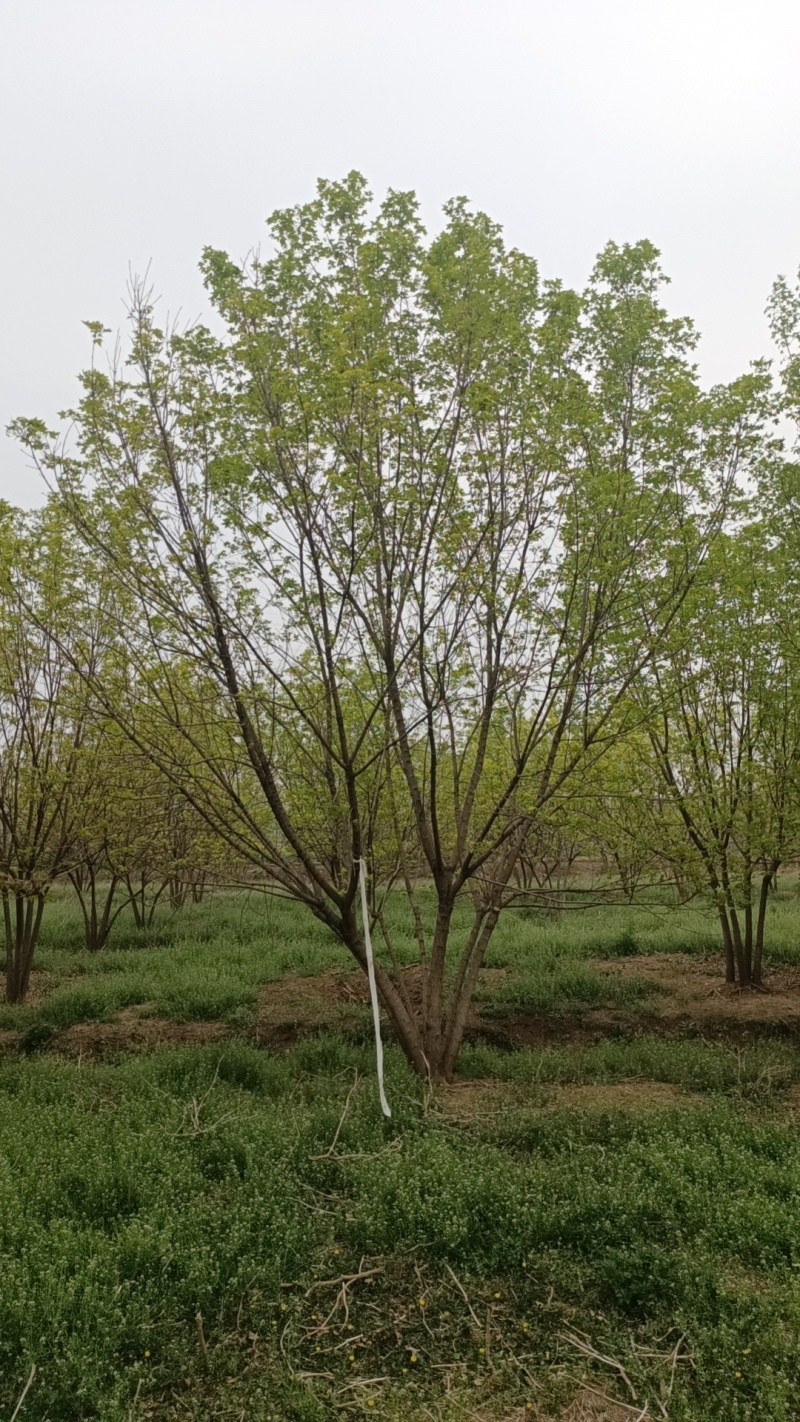 江苏，山东北方丛生五角枫，树形优美，5-10米