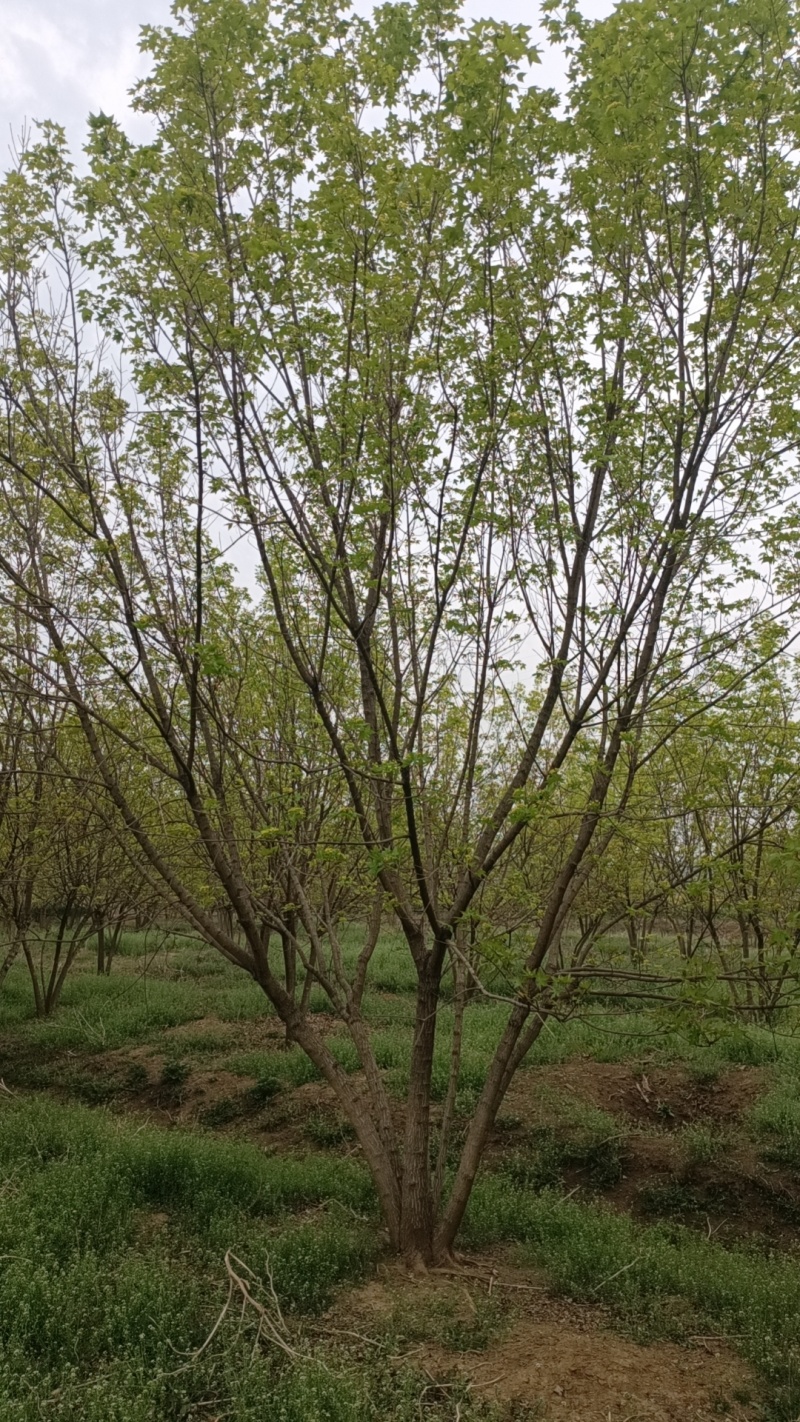 江苏，山东北方丛生五角枫，树形优美，5-10米