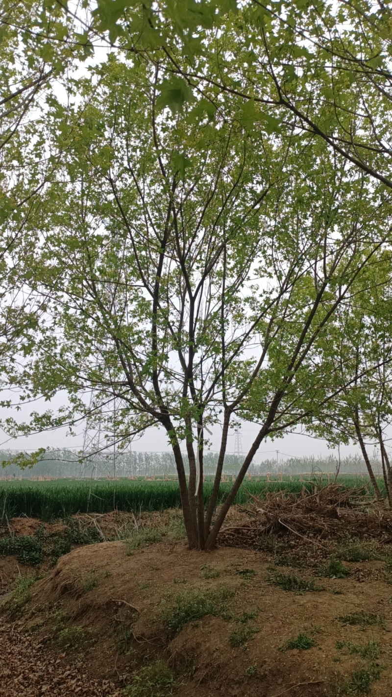 江苏，山东北方丛生五角枫，树形优美，5-10米