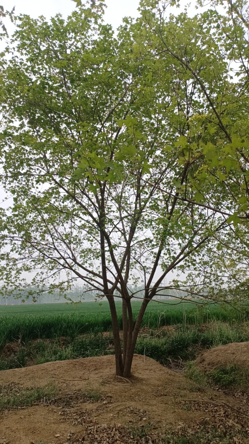 江苏，山东北方丛生五角枫，树形优美，5-10米