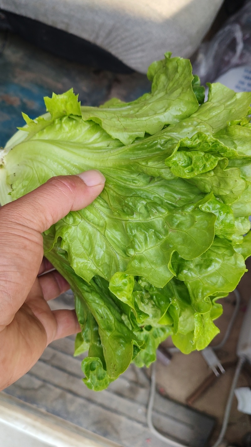 精品意大利生菜，产地直发，提供各种包装，可供平台商超！