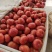 西红柿一手货源品质保障欢迎采购价格优惠