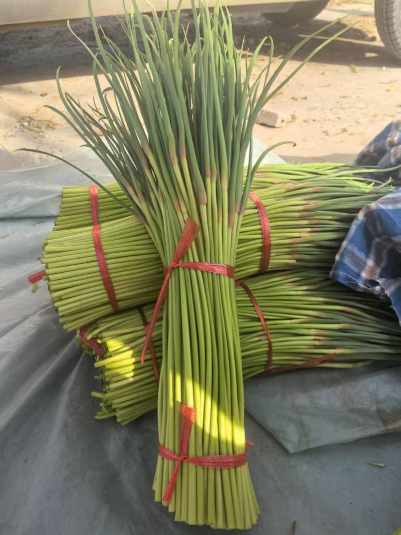 山东红帽蒜薹冷库蒜苔产地现摘现发货可对接电商走起可代发货