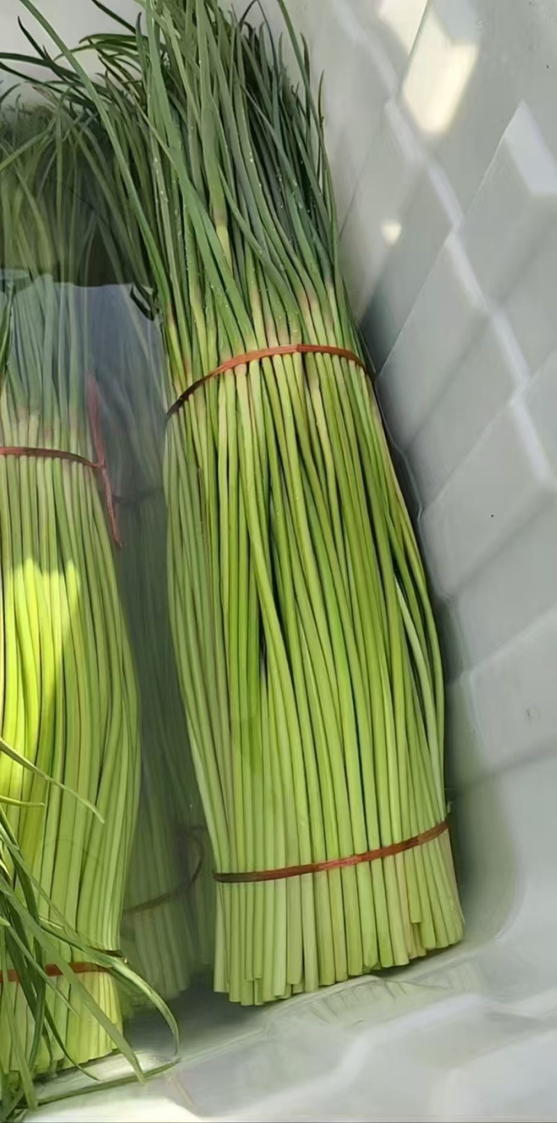 山东红帽蒜薹冷库蒜苔产地现摘现发货可对接电商走起可代发货