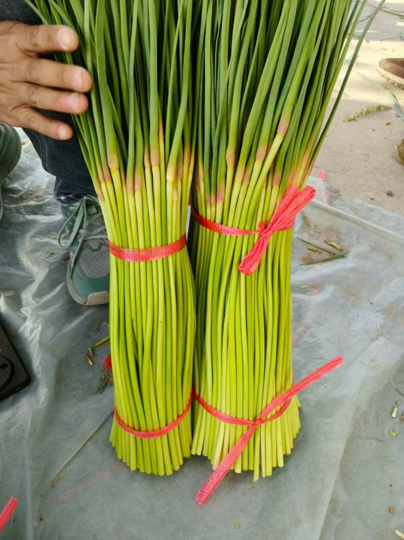 山东红帽蒜薹冷库蒜苔产地现摘现发货可对接电商走起可代发货