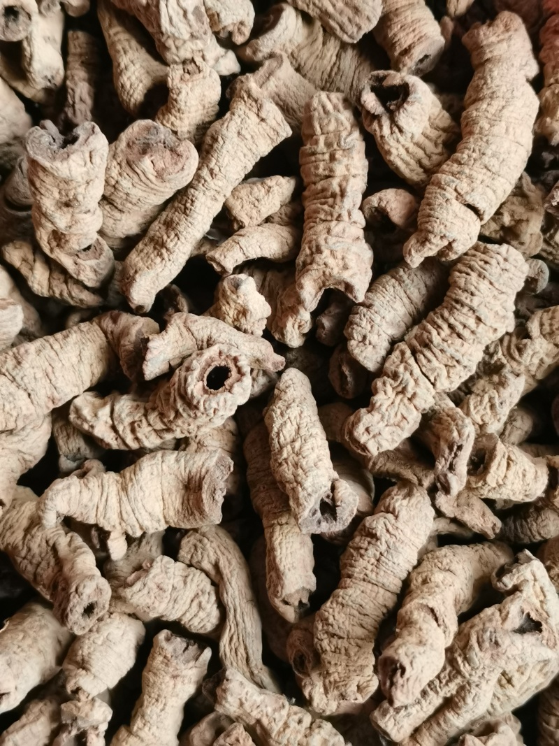 巴戟天