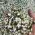 2025新鲜槐花/野生花骨朵/冰鲜洋槐花/农家洋槐花