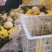 精品红金蜜甜瓜大量上市，价格合理质量保证一手货源