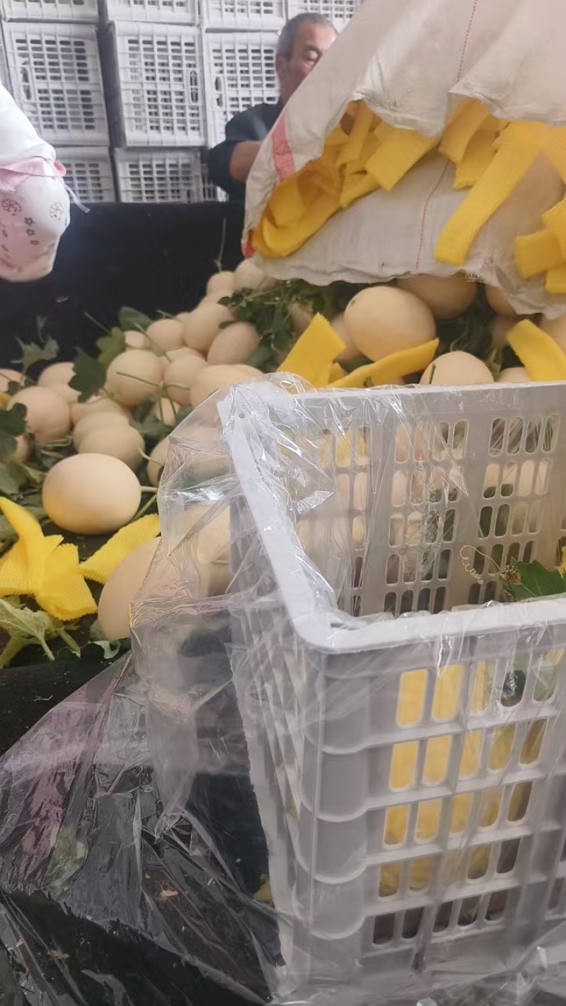 精品红金蜜甜瓜大量上市，价格合理质量保证一手货源
