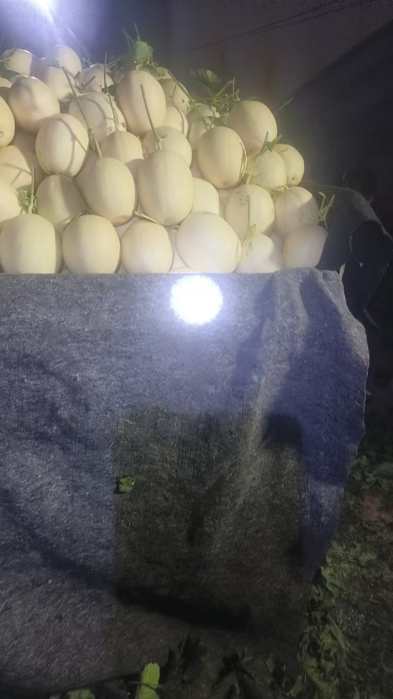 精品红金蜜甜瓜大量上市，价格合理质量保证一手货源