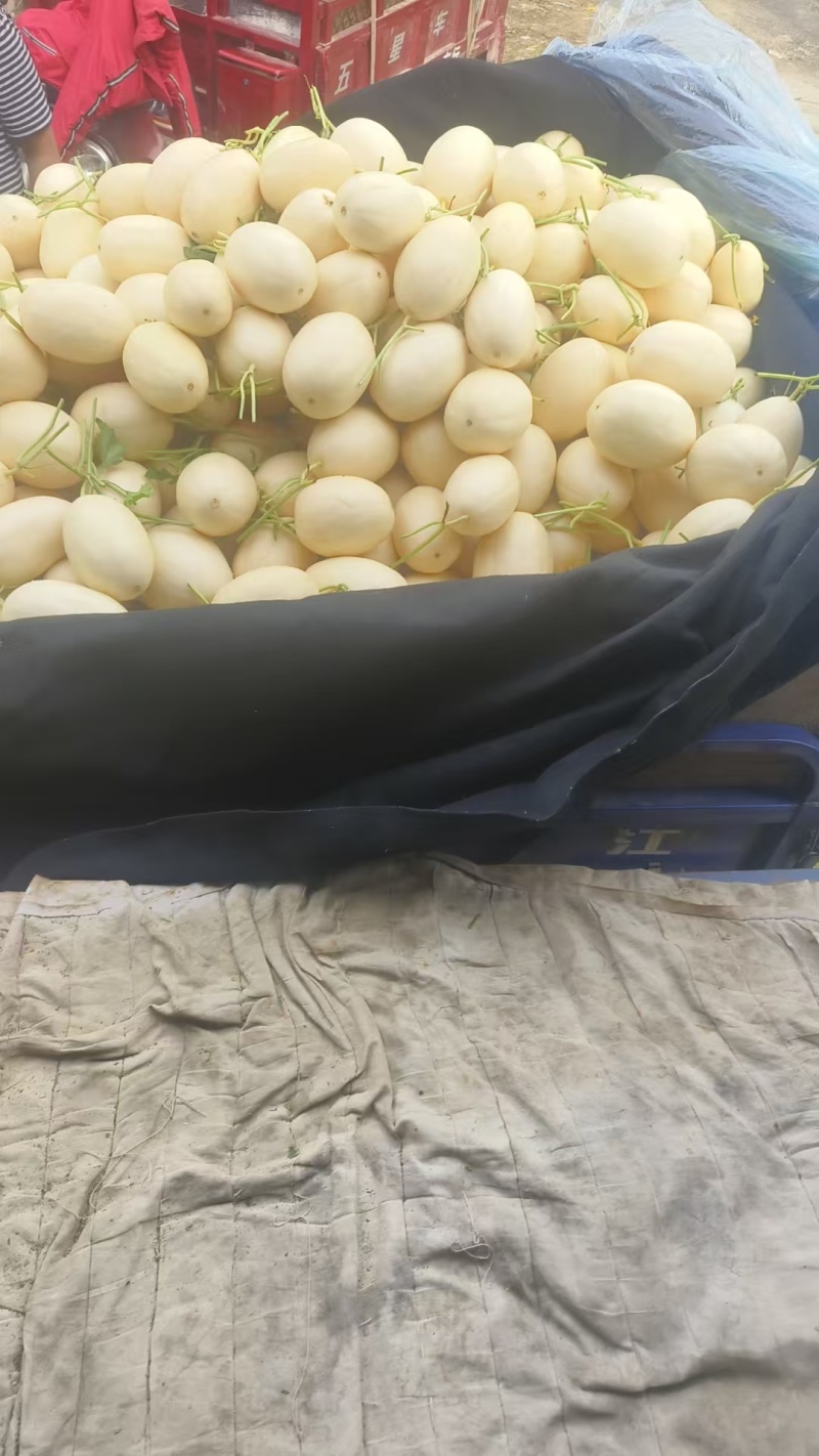 精品红金蜜甜瓜大量上市，价格合理质量保证一手货源