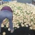 精品红金蜜甜瓜大量上市，价格合理质量保证一手货源