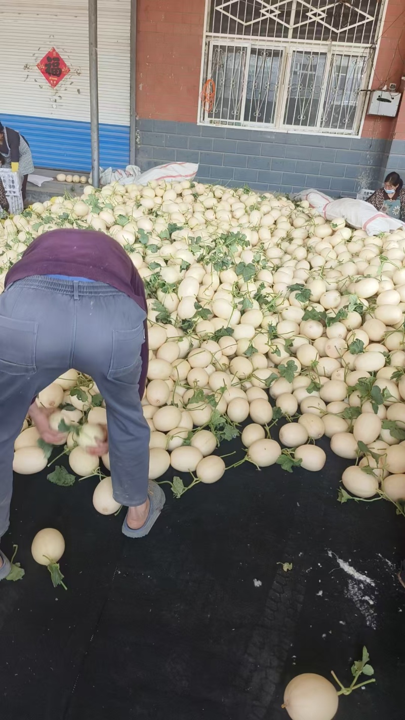 精品红金蜜甜瓜大量上市，价格合理质量保证一手货源
