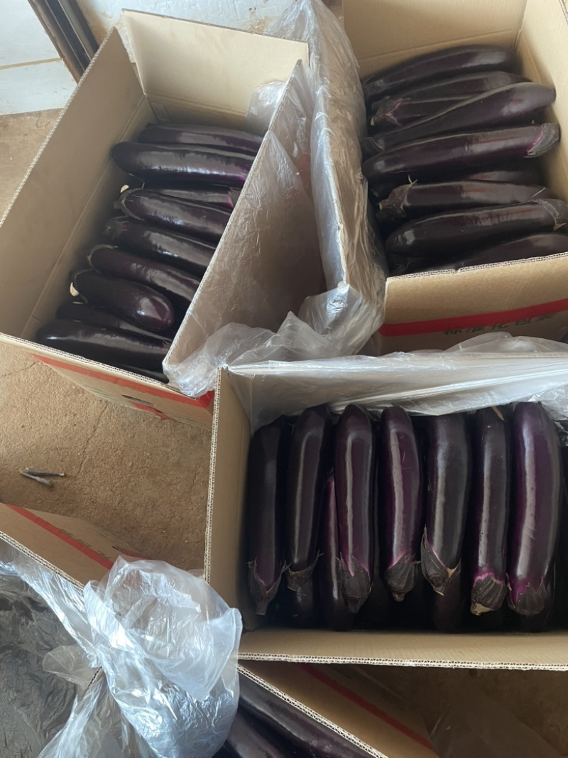 广东徐闻茄子大量上市产地一手货源，量大优惠，对接全国市场电商