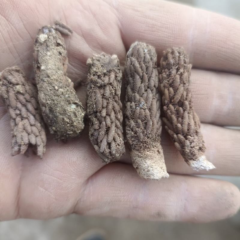 蹬倒山蚂蚱卵大量现货