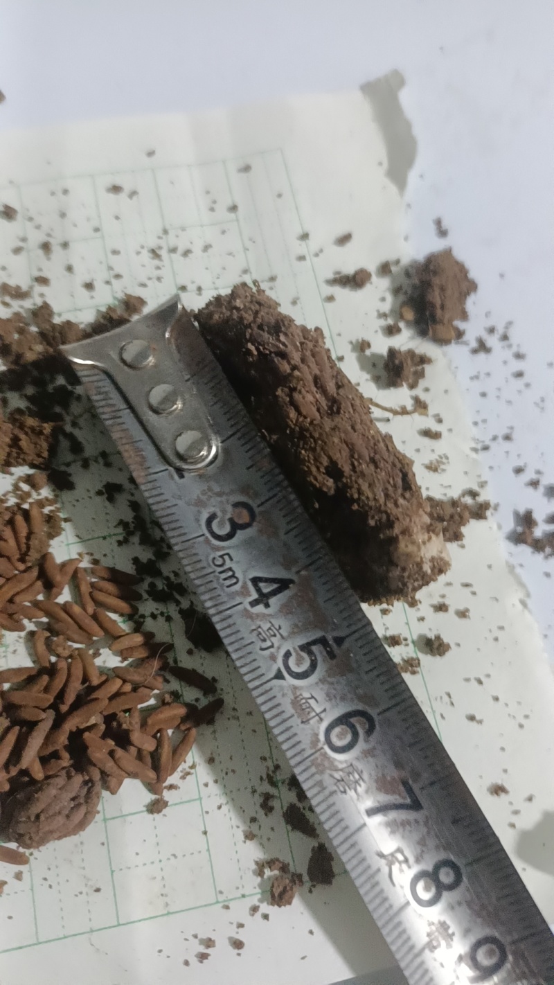 蹬倒山蚂蚱卵大量现货