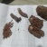 蹬倒山蚂蚱卵大量现货