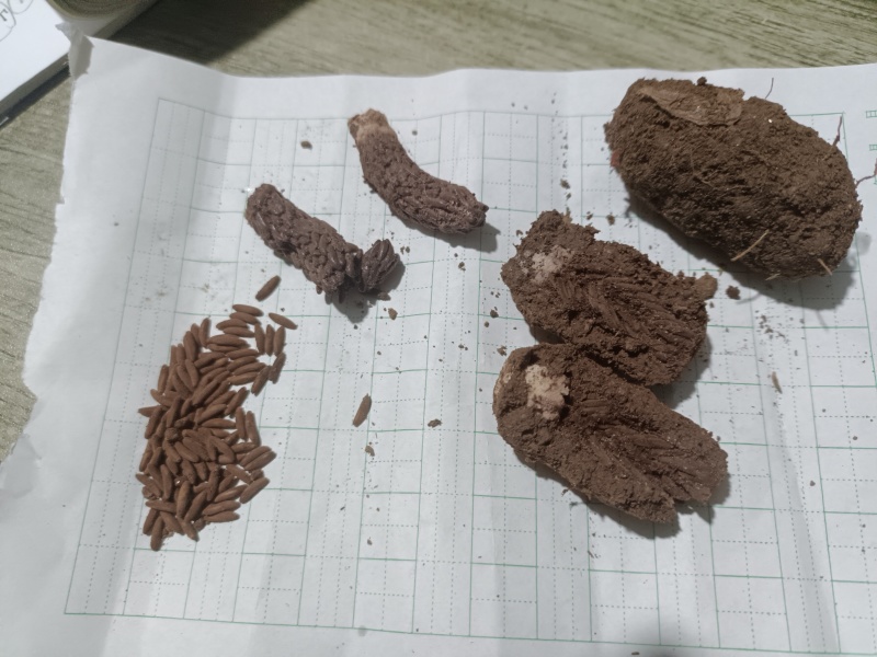 蹬倒山蚂蚱卵大量现货