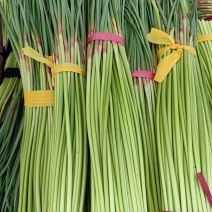 红帽蒜苔大量供应电商市场商超有需要的老板联系我