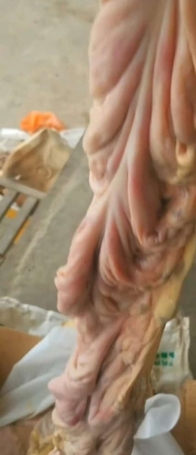 马板肠