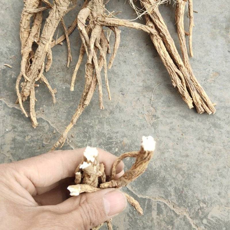 前胡，粉质切片野生前胡