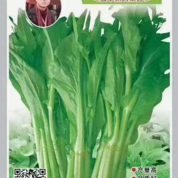 白菜苔种子
