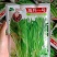 白菜苔种子