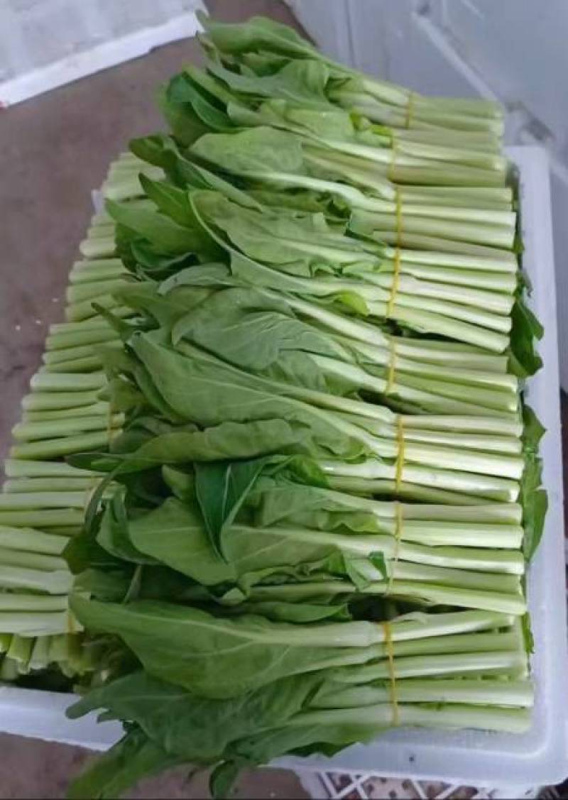 白菜苔种子