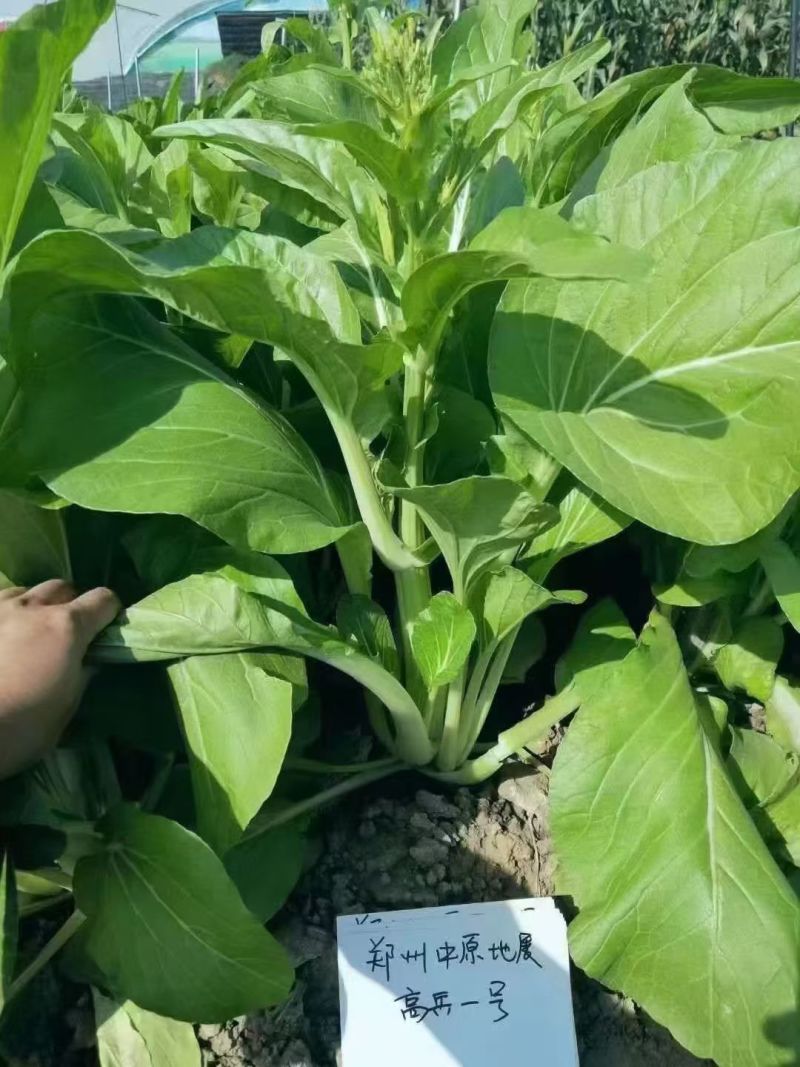 白菜苔种子