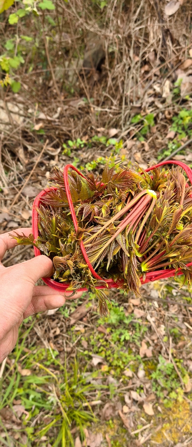 高山纯野生香椿芽海拔一千二百米