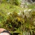 高山纯野生香椿芽海拔一千二百米