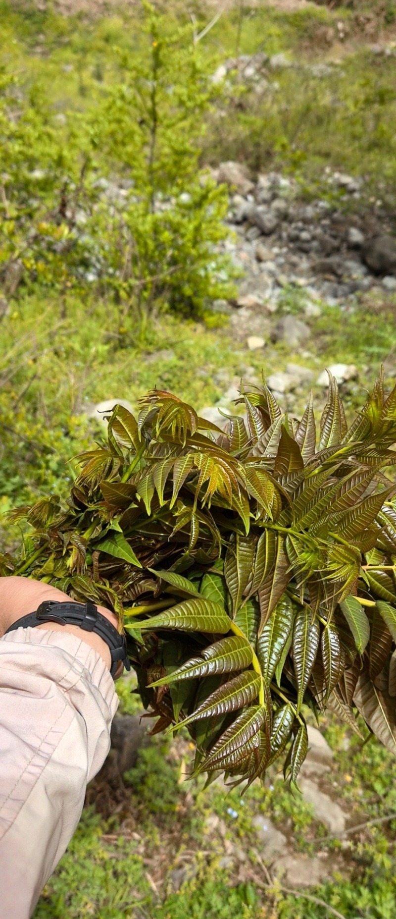 高山纯野生香椿芽海拔一千二百米