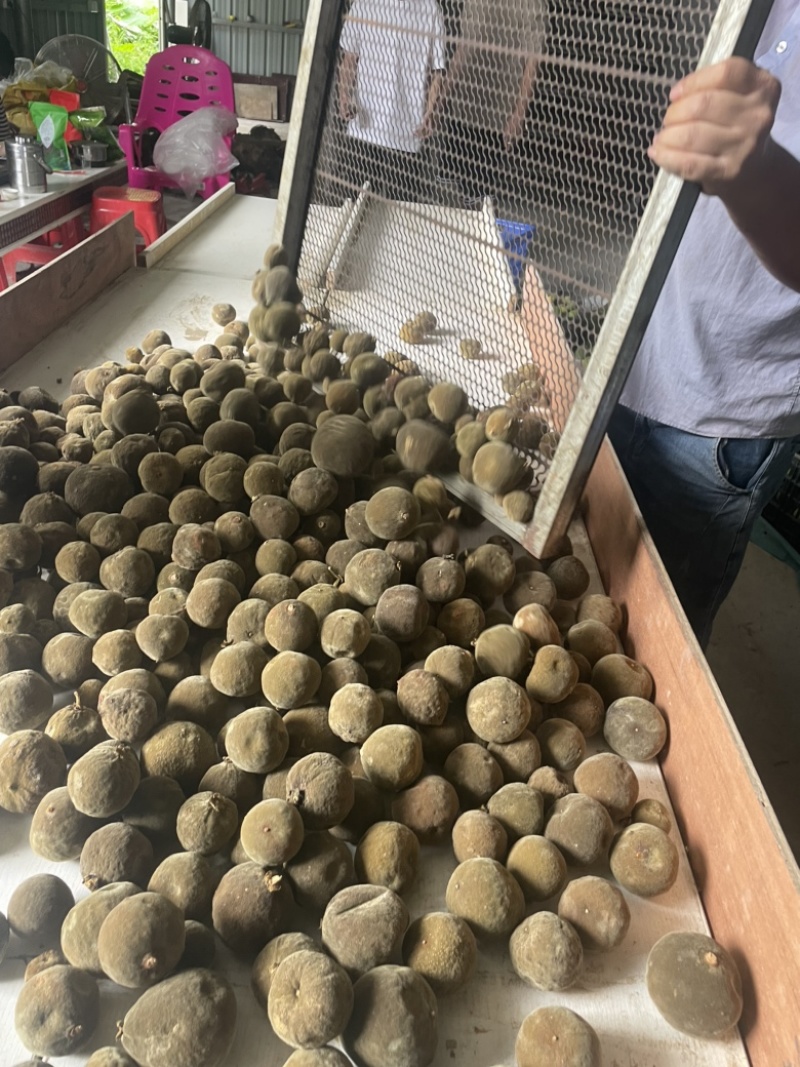 化橘红源头产地价格实惠，正宗化州橘红大量有货欢迎下单