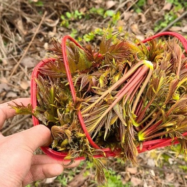 高山纯野生香椿芽海拔一千二百米