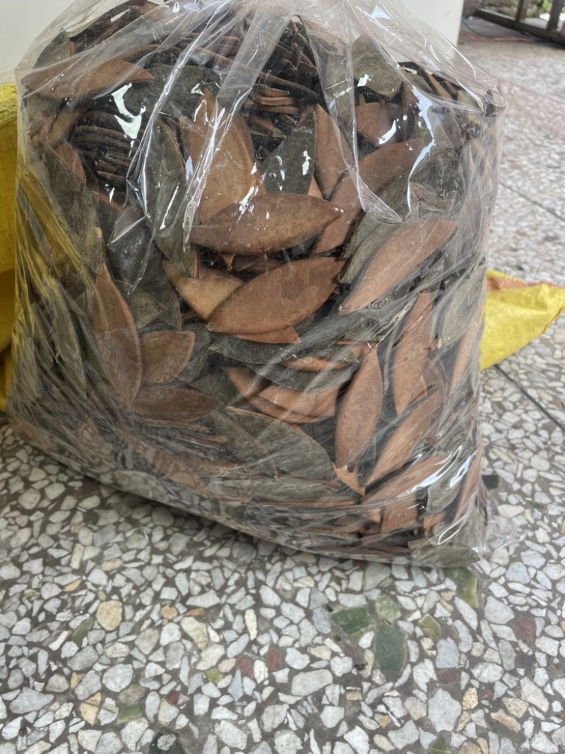 化橘红单爪片，老师傅手工靓，好卖，单爪皮效果好批发兼零售