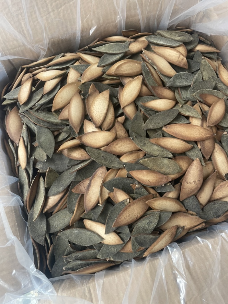 化橘红单爪片，老师傅手工靓，好卖，单爪皮效果好批发兼零售