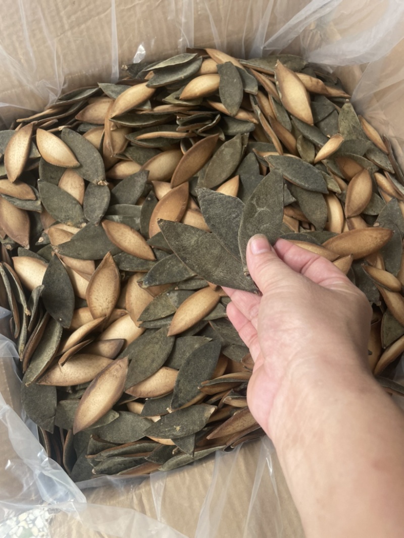 化橘红单爪片，老师傅手工靓，好卖，单爪皮效果好批发兼零售