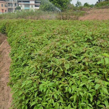 重庆香樟袋苗批发出售