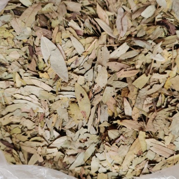 番泻叶，千里光，海燥三个品种