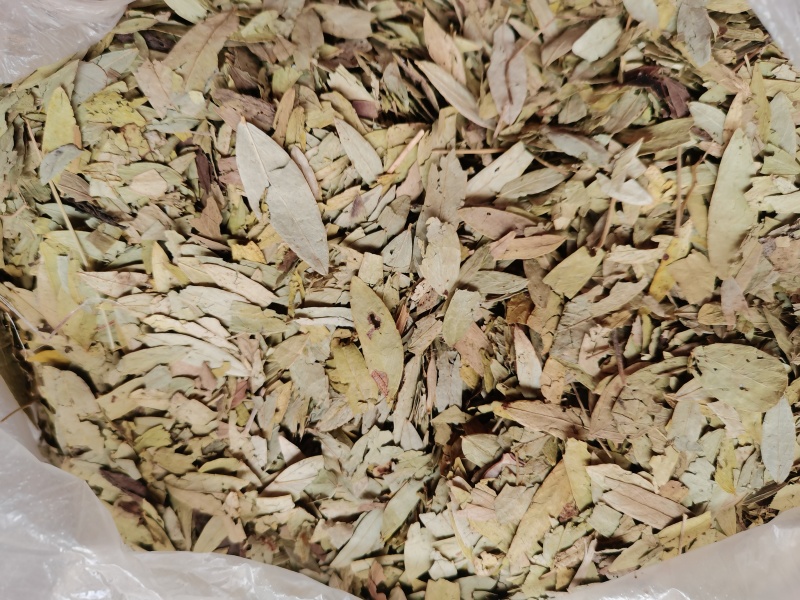 番泻叶，千里光，海燥三个品种