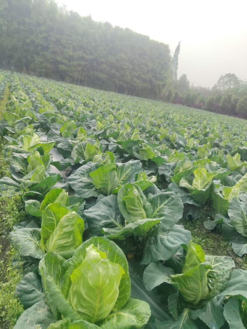 鸡心白
