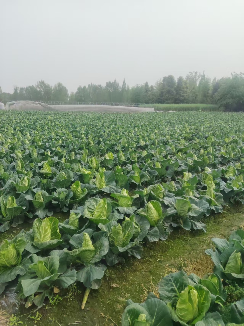 鸡心白
