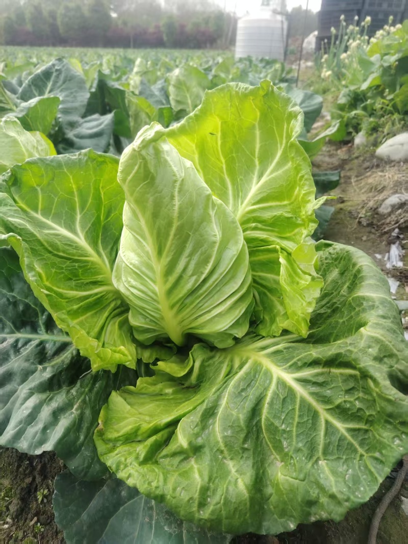鸡心白
