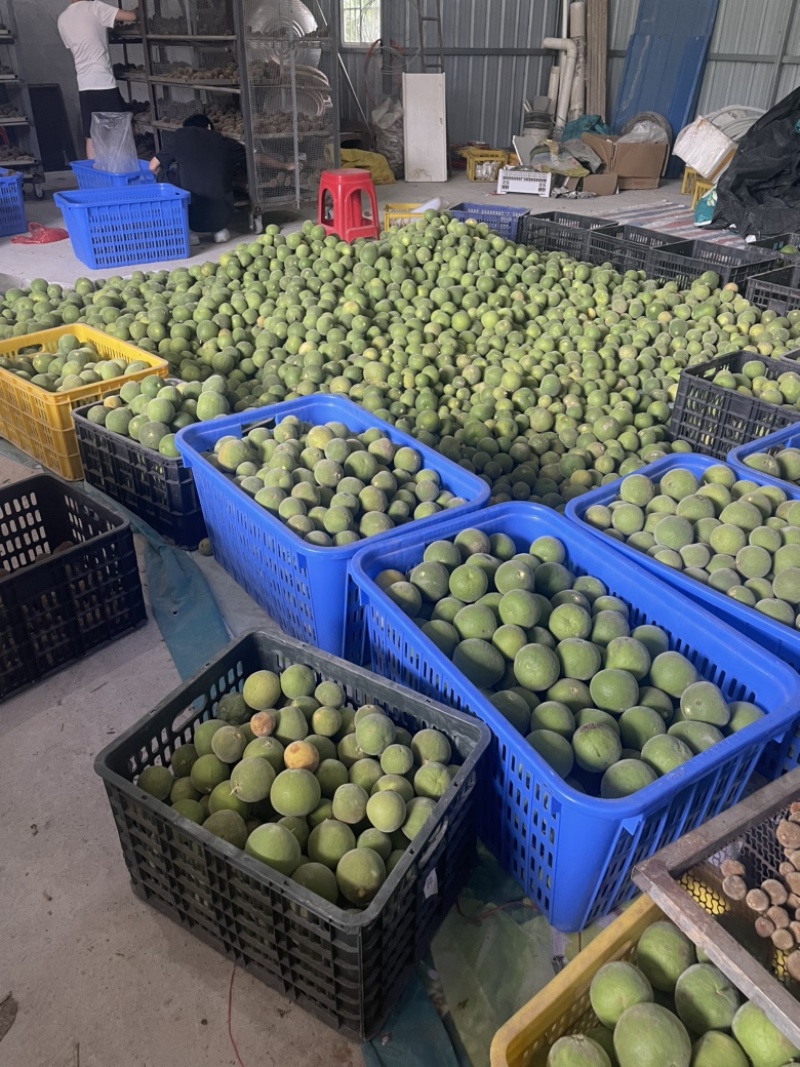 化橘红鲜果，2025年新果，生果，新鲜发售，欢迎预定
