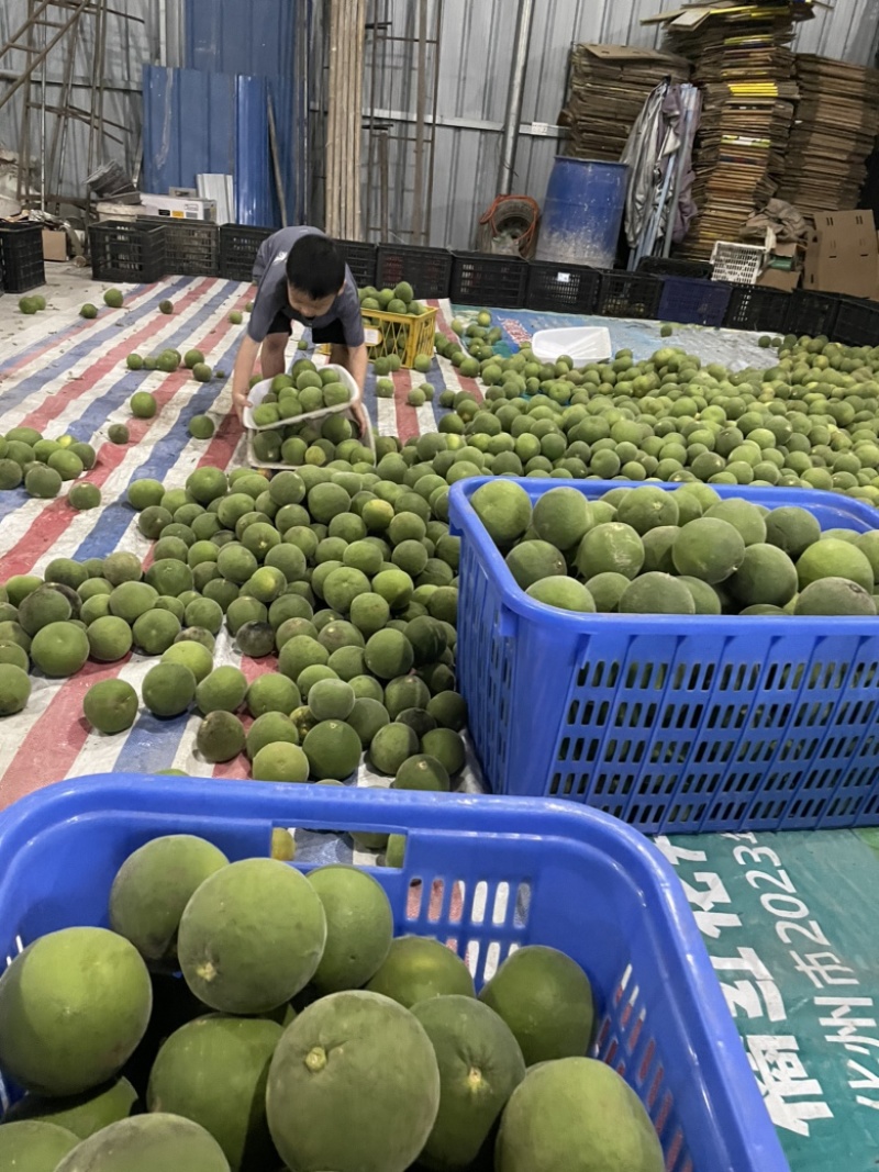 化橘红鲜果，2025年新果，生果，新鲜发售，欢迎预定
