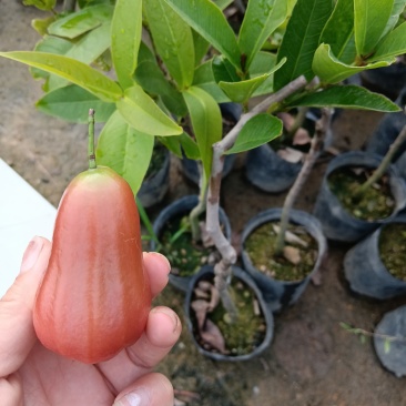 正品黑金刚莲雾果苗
